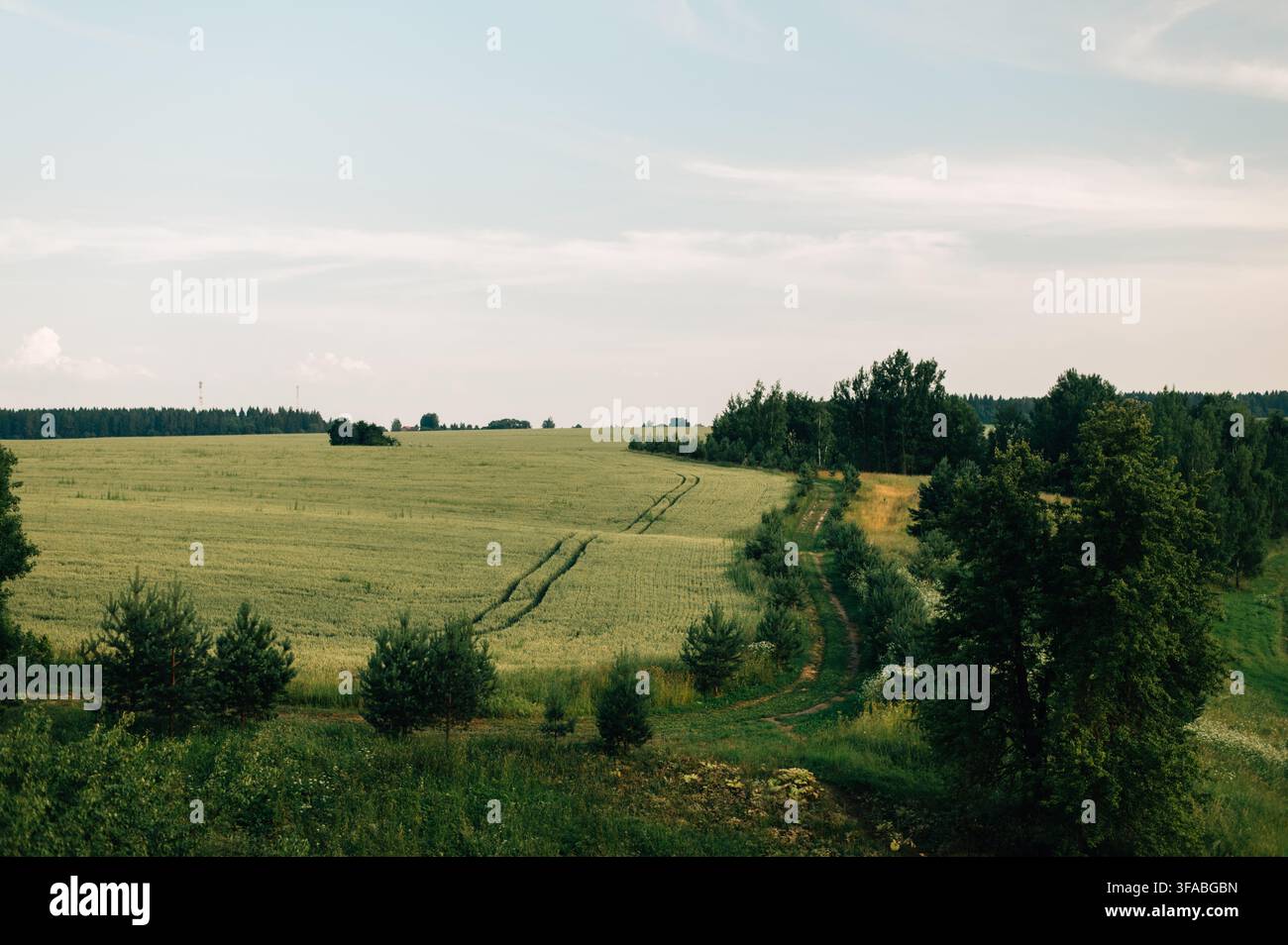 Blick auf das Feld und die Bäume vom Hügel. Hochwertiges Foto Stockfoto