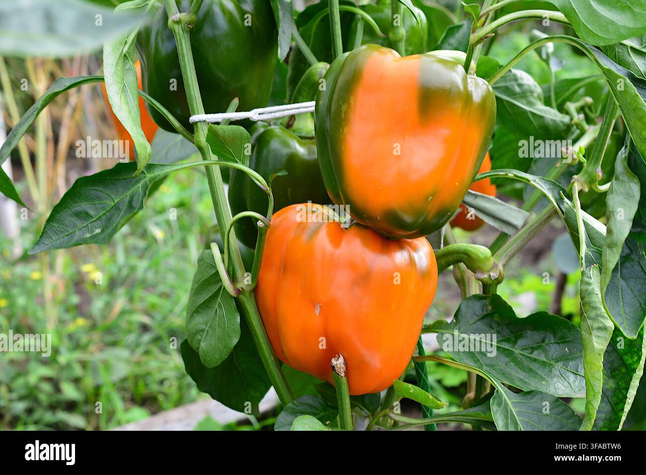 Bio-Paprika, die an der Pflanze in einem Garten reifen, Nahaufnahme Stockfoto
