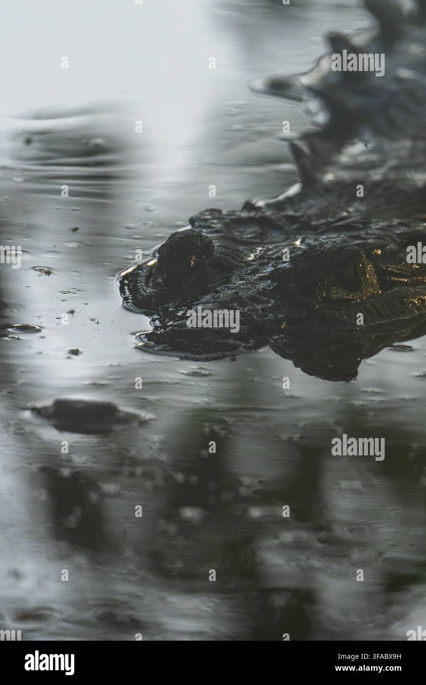 Alligator-Kopf und Rücken sichtbar, lauert in flachem trübem Wasser Stockfoto