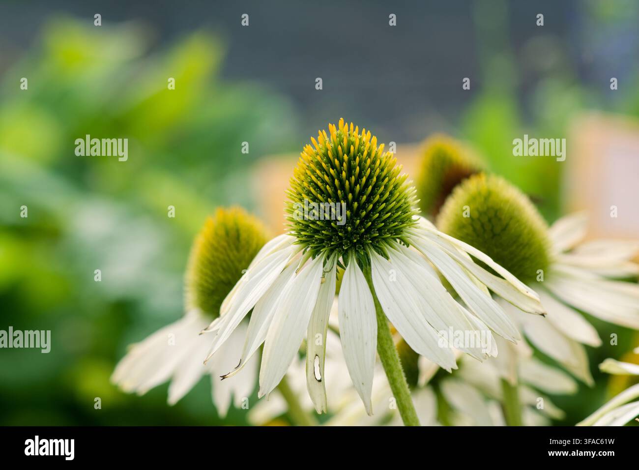 Weiße Sonnenhutblume (Echinacea purpurea 'Alba') blüht im Garten, Nahaufnahme Stockfoto