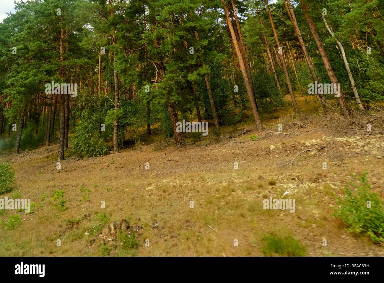 Schottische Kiefer (Pinus sylvestris) im August im Bundesland Brandenburg als botanisches Symbol für klimabedingte Verletzlichkeit in Nadelholzwäldern Stockfoto