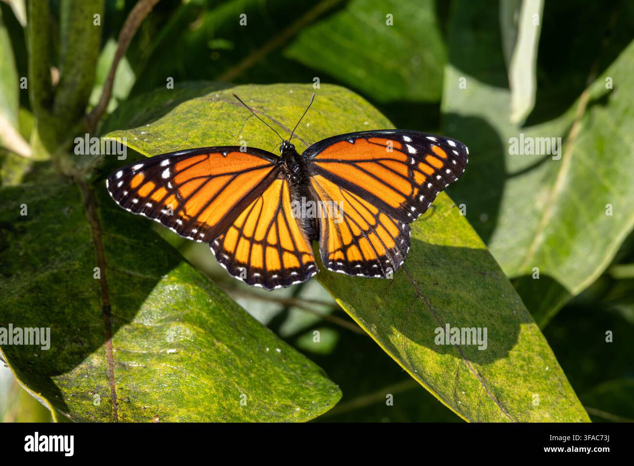 Viceroy-Schmetterling sonnt sich im hellen Sonnenlicht auf einer Wolfsmilchpflanze, die Flügel vollständig geöffnet, um seine markanten orangefarbenen und schwarzen Muster zur Schau zu stellen. Stockfoto