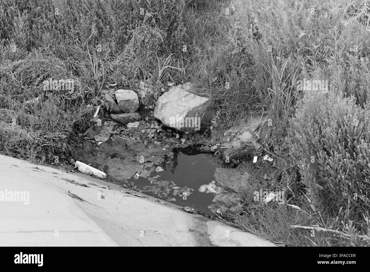 Kleiner, verschmutzter Bach fließt durch überwuchertes Gras nahe einer Betonkante. Trümmer und Müll treiben auf dunklem, trübem Wasser. Moos und Unkraut wachsen um den Stein Stockfoto