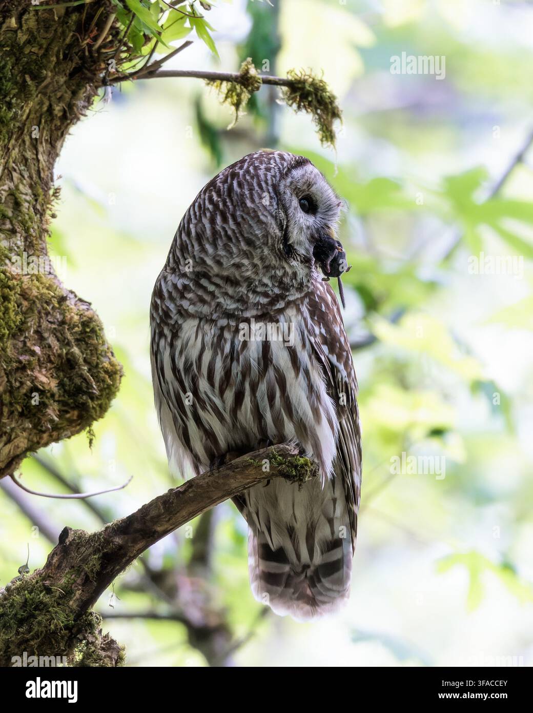 Sperlingskäuze sind größtenteils in Ost-Nordamerika heimisch, haben aber ihr Verbreitungsgebiet bis zur Westküste Nordamerikas erweitert. Stockfoto