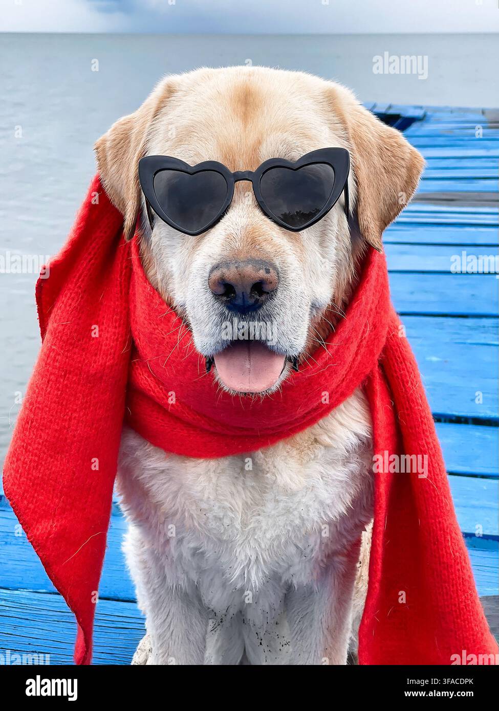 Lustiger gelber Labrador Retriever trägt herzförmige Sonnenbrille und einen leuchtend roten Schal, während er auf einem blauen Holzsteg am Wasser entspannt Stockfoto