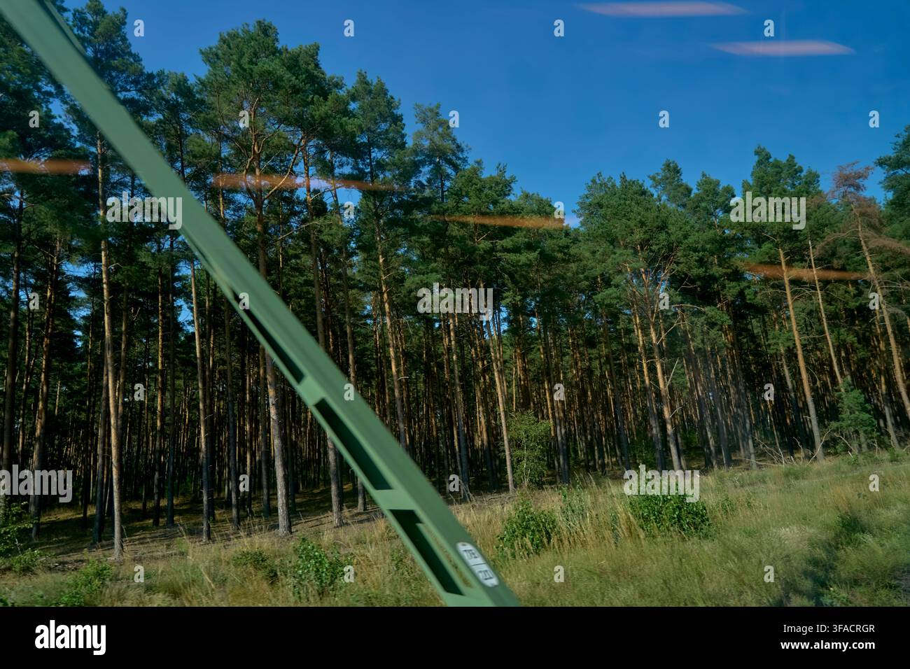 Ökologische Forstmonokulturen der Kiefernwaldlandschaft im August, die Waldkiefer (Pinus sylvestris) prägt die Region als Nadelwald Stockfoto