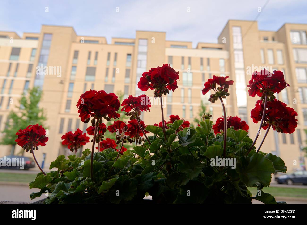 Städtische Wohnarchitektur und florale Gartenbau-Synergie, rote Geranien (Pelargonium) zeigen im August eine lebendige botanische Ästhetik vor einem Mu Stockfoto