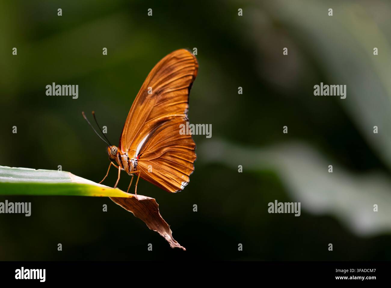 Dryas iulia (oft falsch geschrieben julia) der Gattung Dryas. Gemeinhin als Julia-Schmetterling, Julia helikonisch, Flambeau oder Flambeau bezeichnet Stockfoto