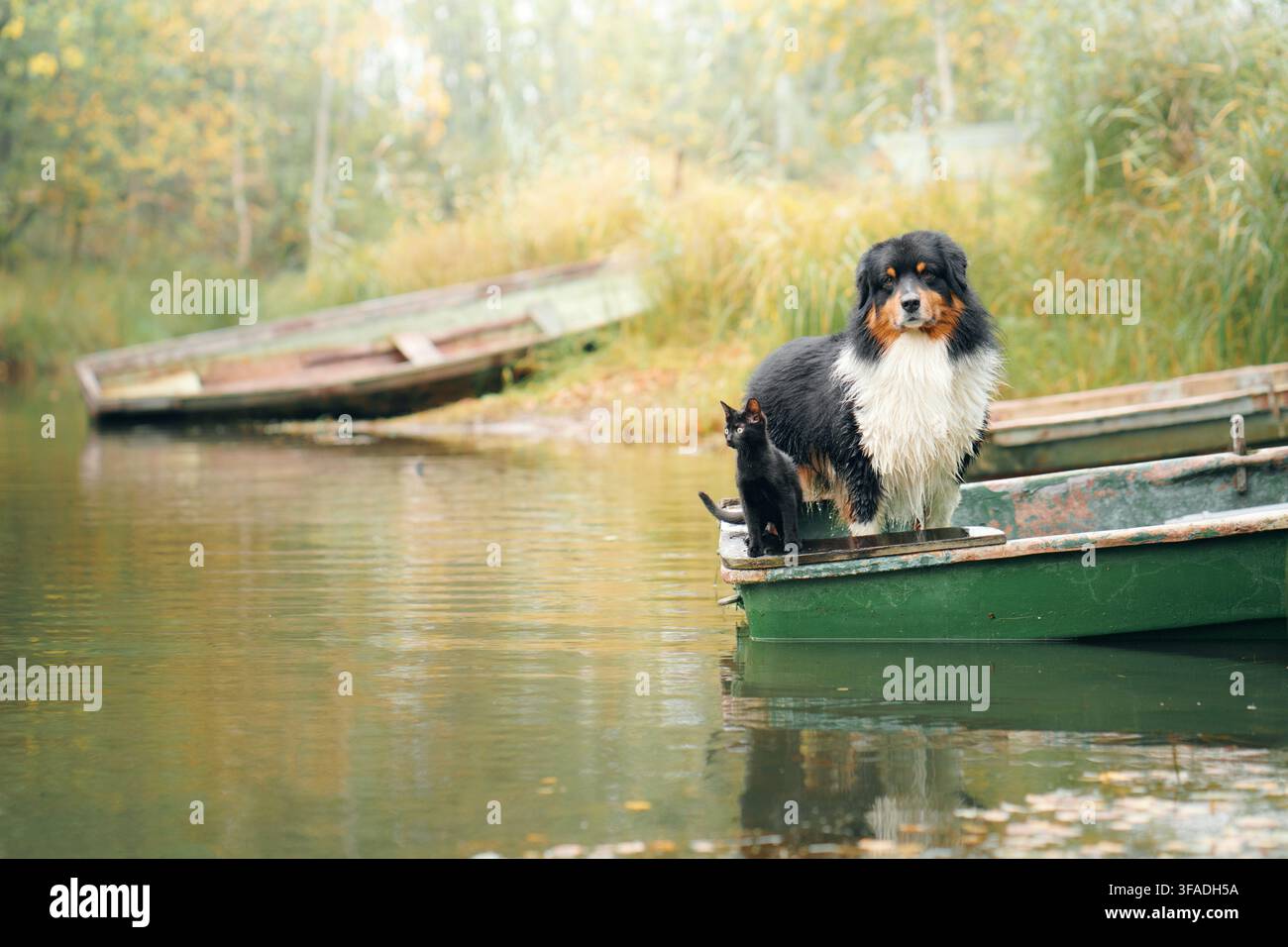 Australian Shepherd ruht in einem kleinen Boot, umgeben von warmer Herbstlandschaft. Friedliches Haustierporträt erinnert an saisonale Reisen, Flucht aufs Land und Stockfoto