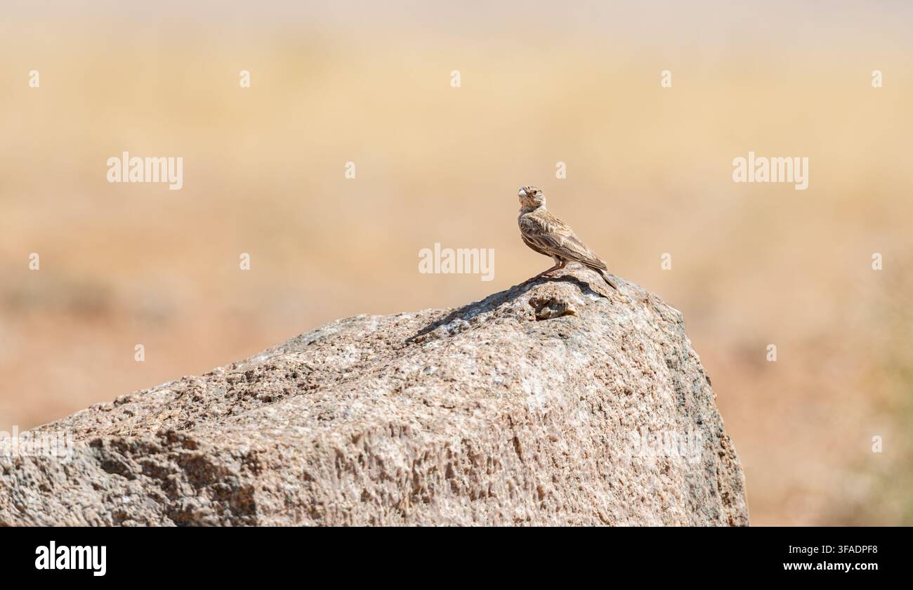 Weibliche graue Spatzenlarche in der Namib-Wüste, Namibia, Afrika Stockfoto