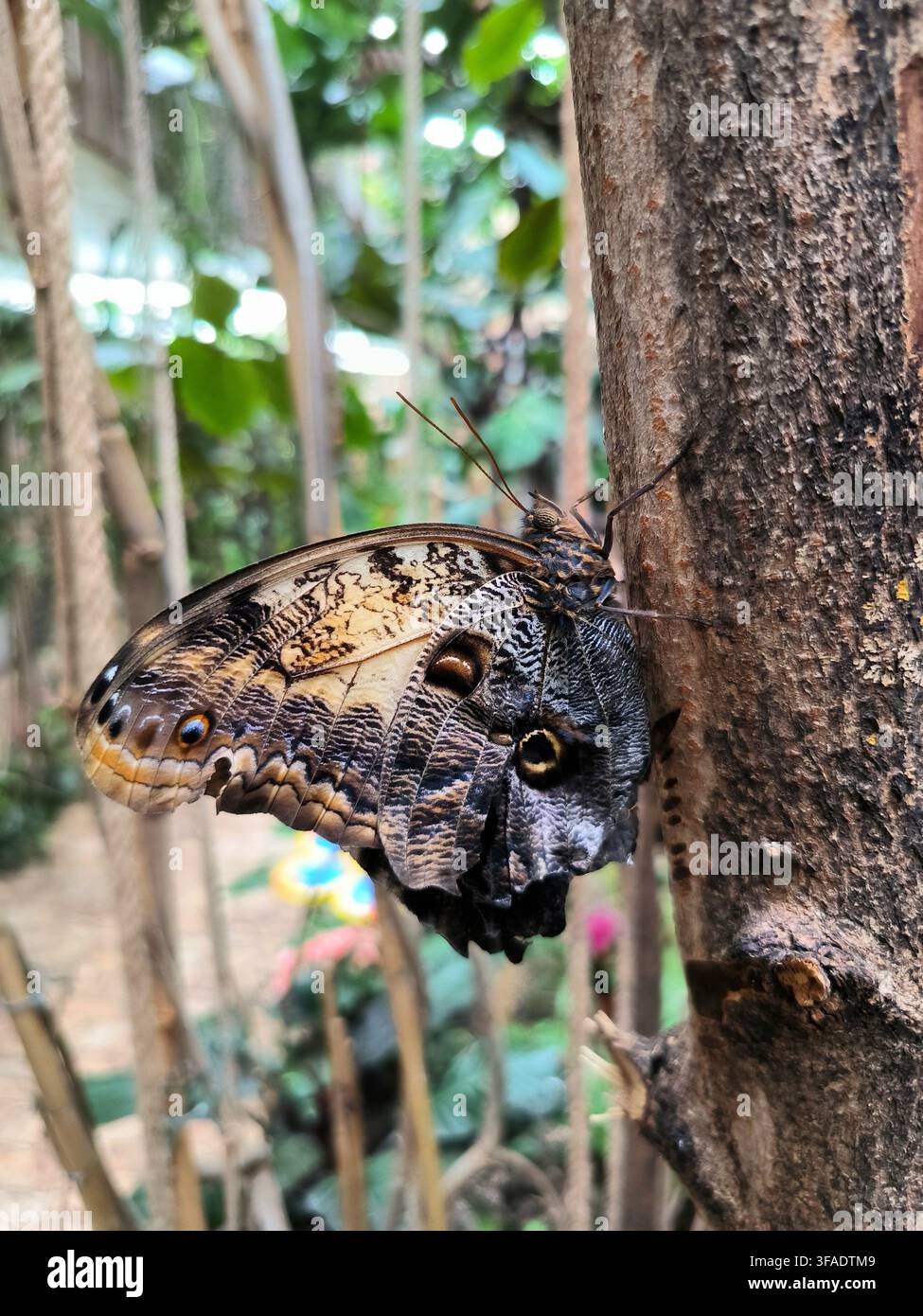 Eulenfalter Caligo eurilochus ruht auf einem Baumstamm in einem tropischen Garten - Smartphone-aufgenommenes Stockfoto