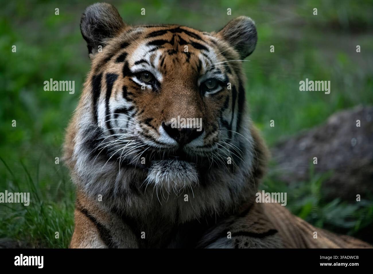 Der Sibirische Tiger oder Amurtiger ist eine Population der Tigerunterart Panthera tigris tigris, die in Nordostchina, dem russischen Fernen Osten und p Stockfoto