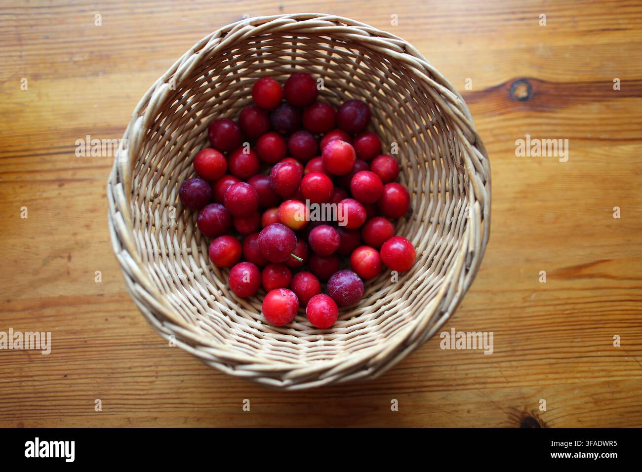 Kirschpflaumen oder Myrobalan-Pflaumen, Prunus cerasifera, Rosaceae. UK. Kirschpflaumen oder Myrobalan-Pflaumen, Prunus cerasifera, sind kleine, runde Steinobstfrüchte. Stockfoto