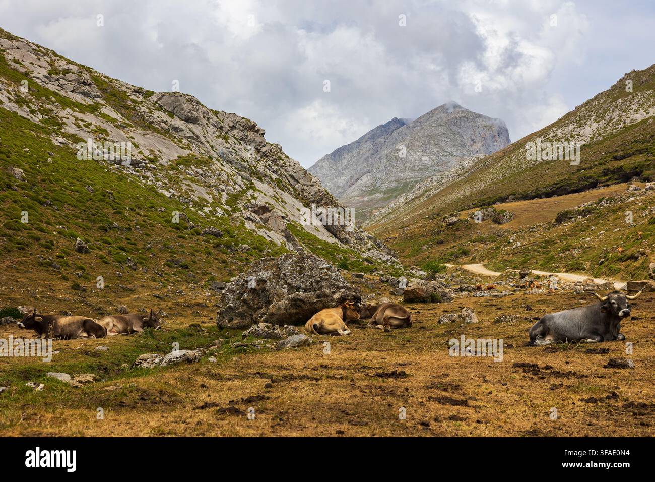 Picos-Bergkette in Spanien und kleine Kuhherden auf der Wiese in bergigen Gebieten Stockfoto