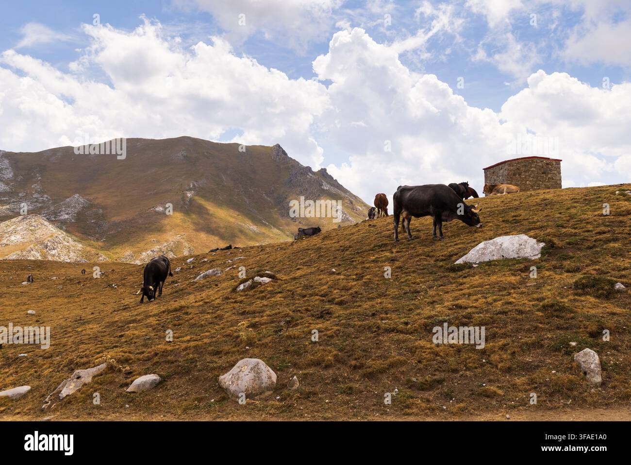 Picos-Bergkette in Spanien und kleine Kuhherden auf der Wiese in bergigen Gebieten Stockfoto