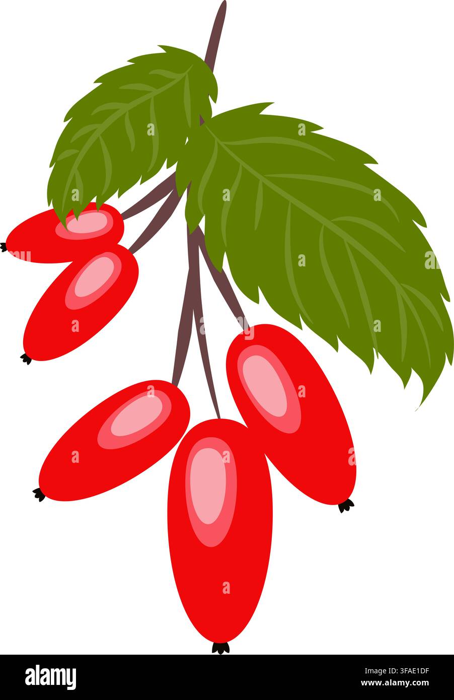 Hagebuttenzweig mit Blättern, natürliches gesundes Bio-Nahrungsprodukt, Hagebutte oder Wildrose. Doodle-Cartoon-flache trendige Illustration handgezeichnet isoliert Stockfoto