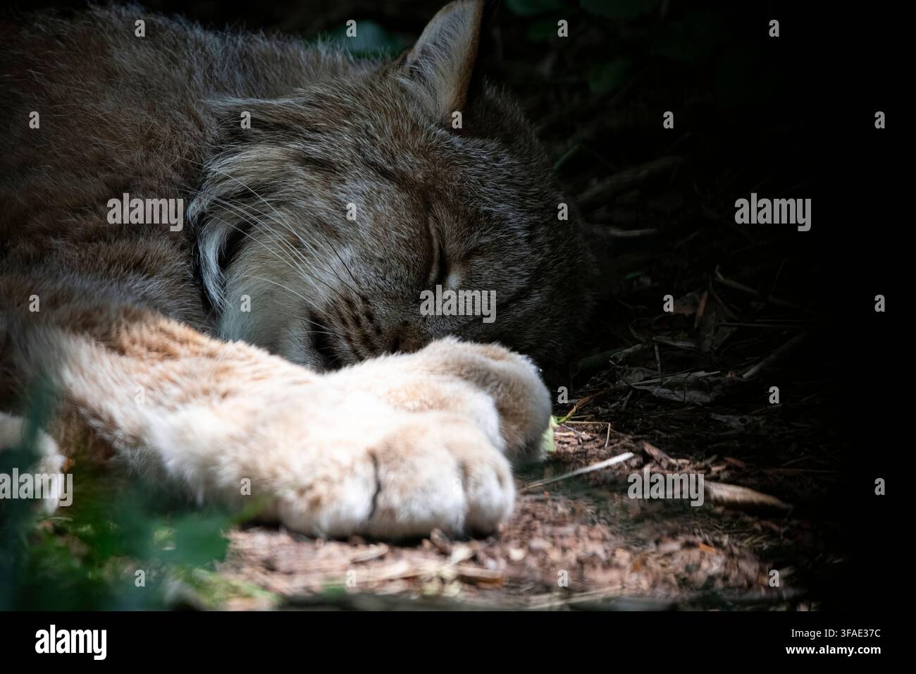 Der Kanadalyx (Lynx canadensis) oder Kanadalyx ist eine der vier lebenden Arten der Gattung Lynx. Er gehört zur Familie der Felidae der Katzen in Stockfoto