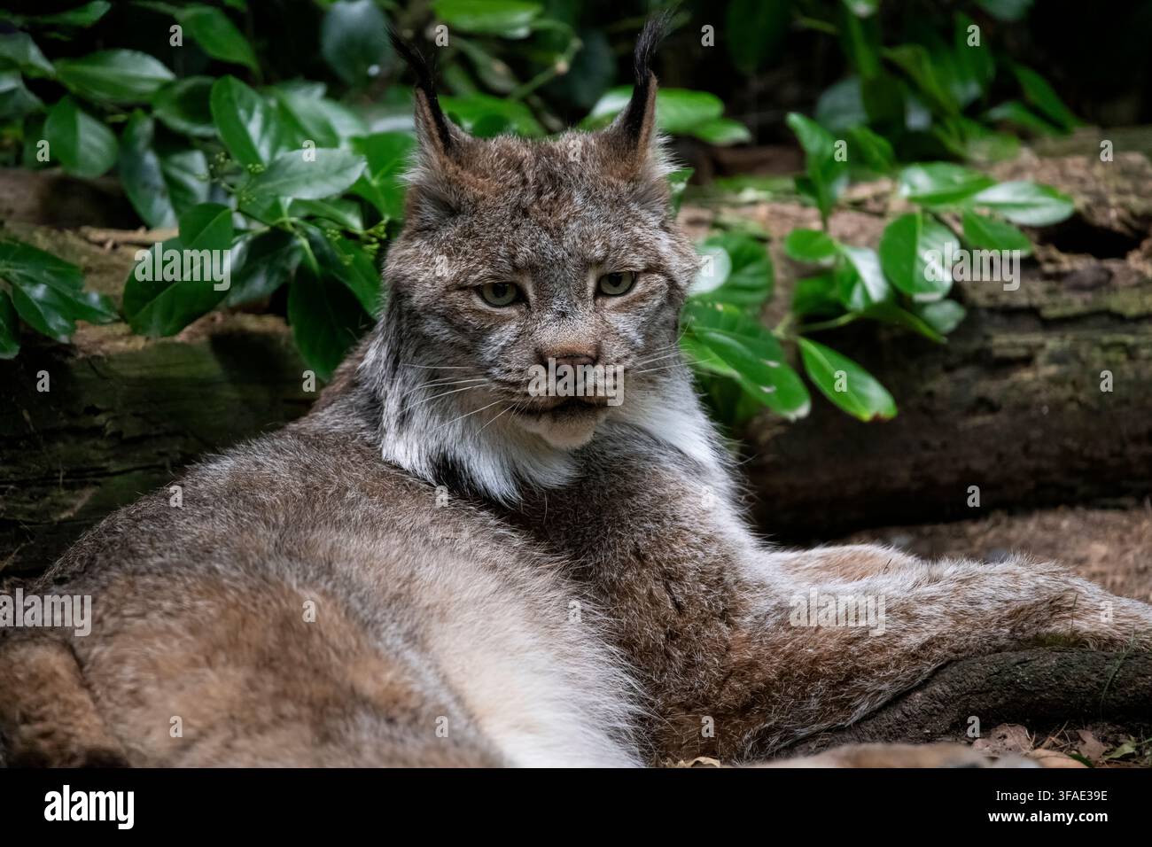 Der Kanadalyx (Lynx canadensis) oder Kanadalyx ist eine der vier lebenden Arten der Gattung Lynx. Er gehört zur Familie der Felidae der Katzen in Stockfoto