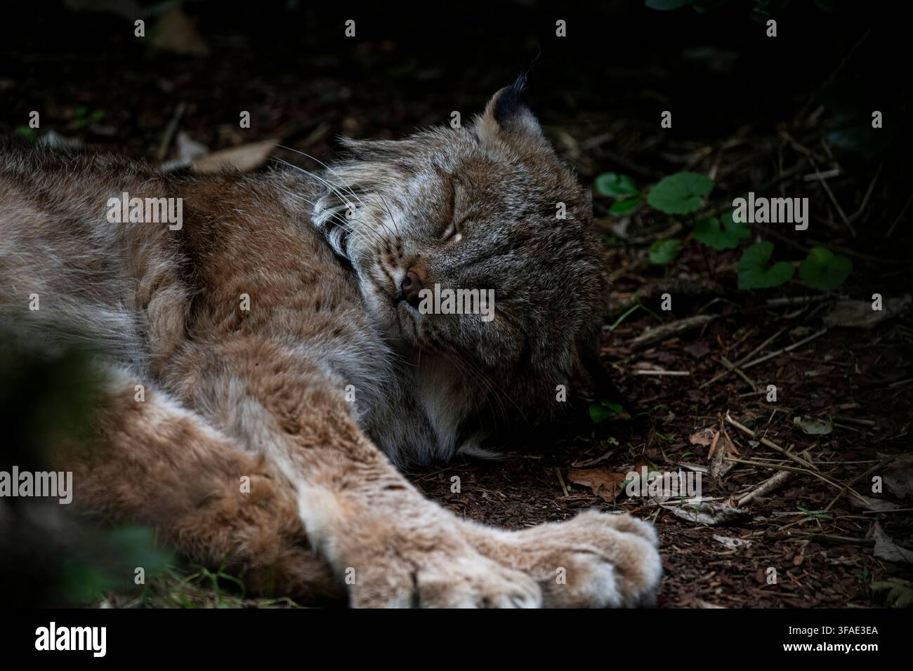 Der Kanadalyx (Lynx canadensis) oder Kanadalyx ist eine der vier lebenden Arten der Gattung Lynx. Er gehört zur Familie der Felidae der Katzen in Stockfoto
