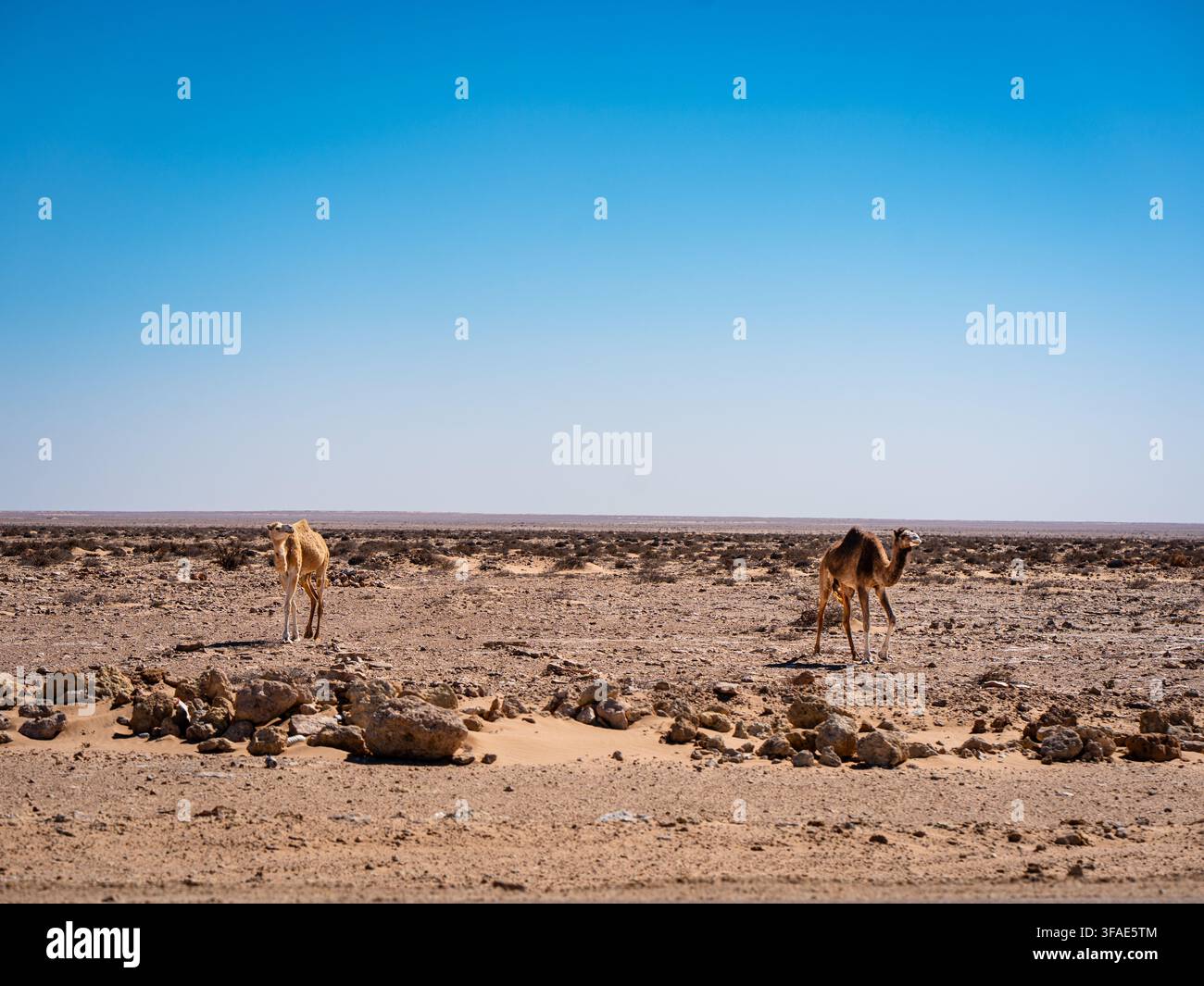 Dromedar-Kamele wandern durch die trockene marokkanische Sahara, jedes geht seinen eigenen separaten Weg. Stockfoto