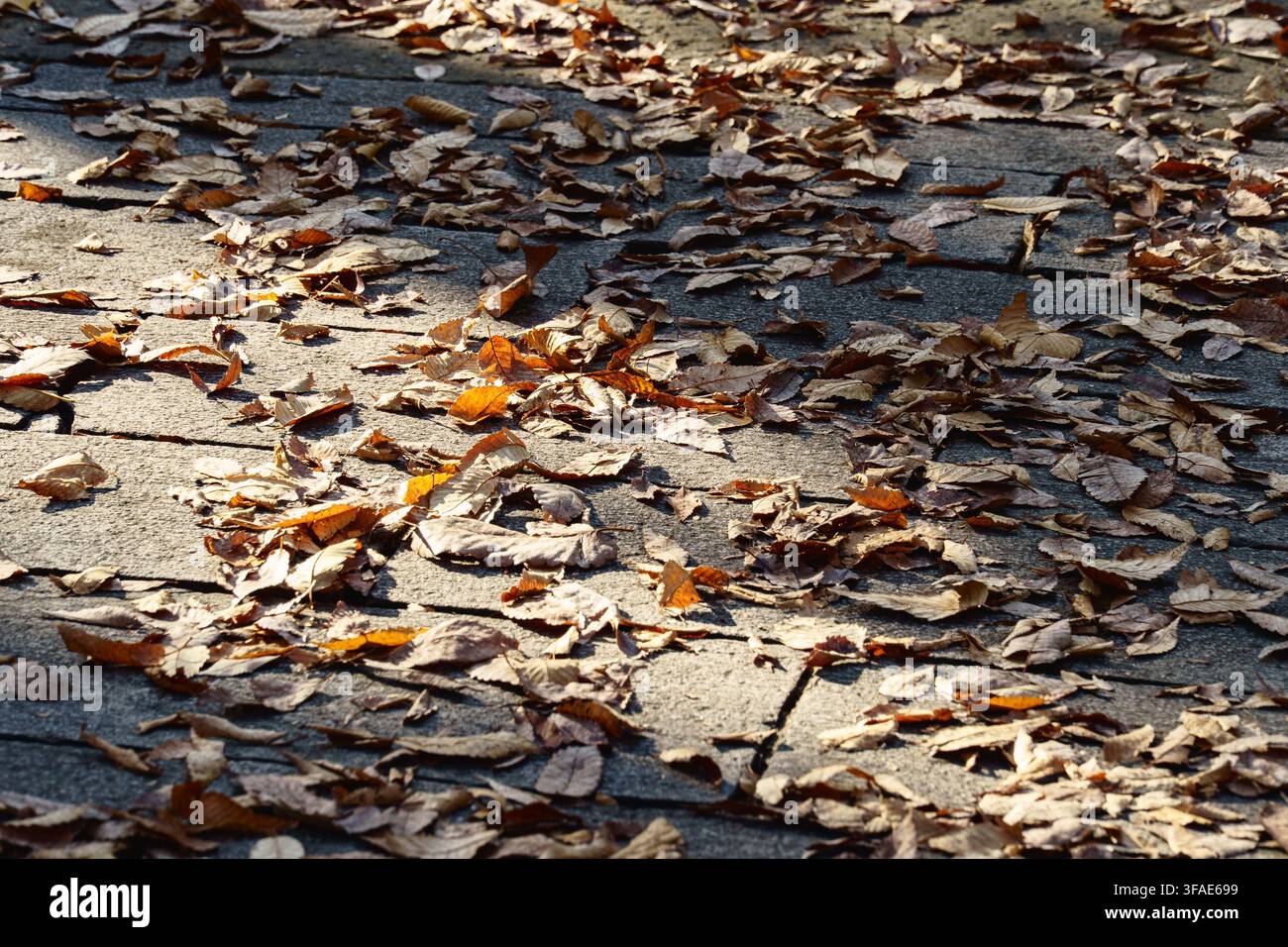 Sonnenbeschienene trockene Herbstblätter bedecken einen stein gepflasterten Gehweg Stockfoto