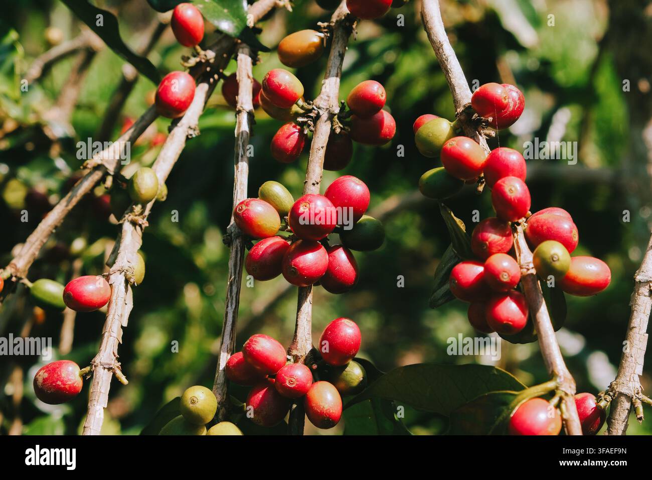 Nahaufnahme von reifen roten Kaffeebohnen, die an einem Pflanzenzweig unter natürlichem Sonnenlicht auf einer biologischen Kaffeeplantage wachsen. Konzept der nachhaltigen Ernte. Stockfoto