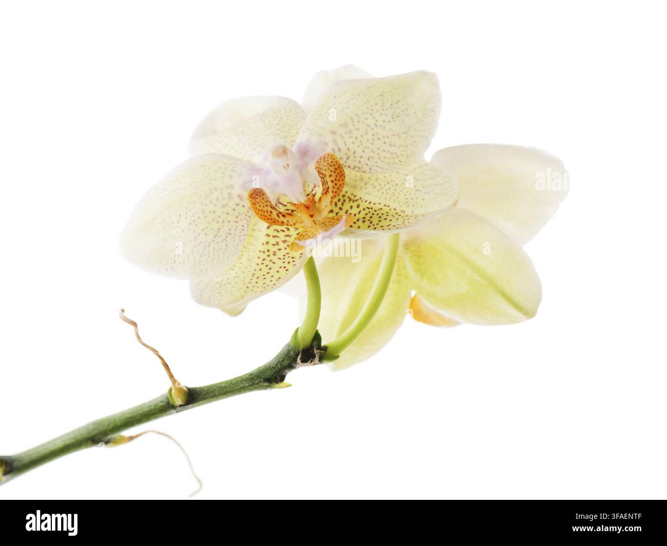 Orchidee Anordnung Herzstück isoliert auf weißem Hintergrund Stockfoto