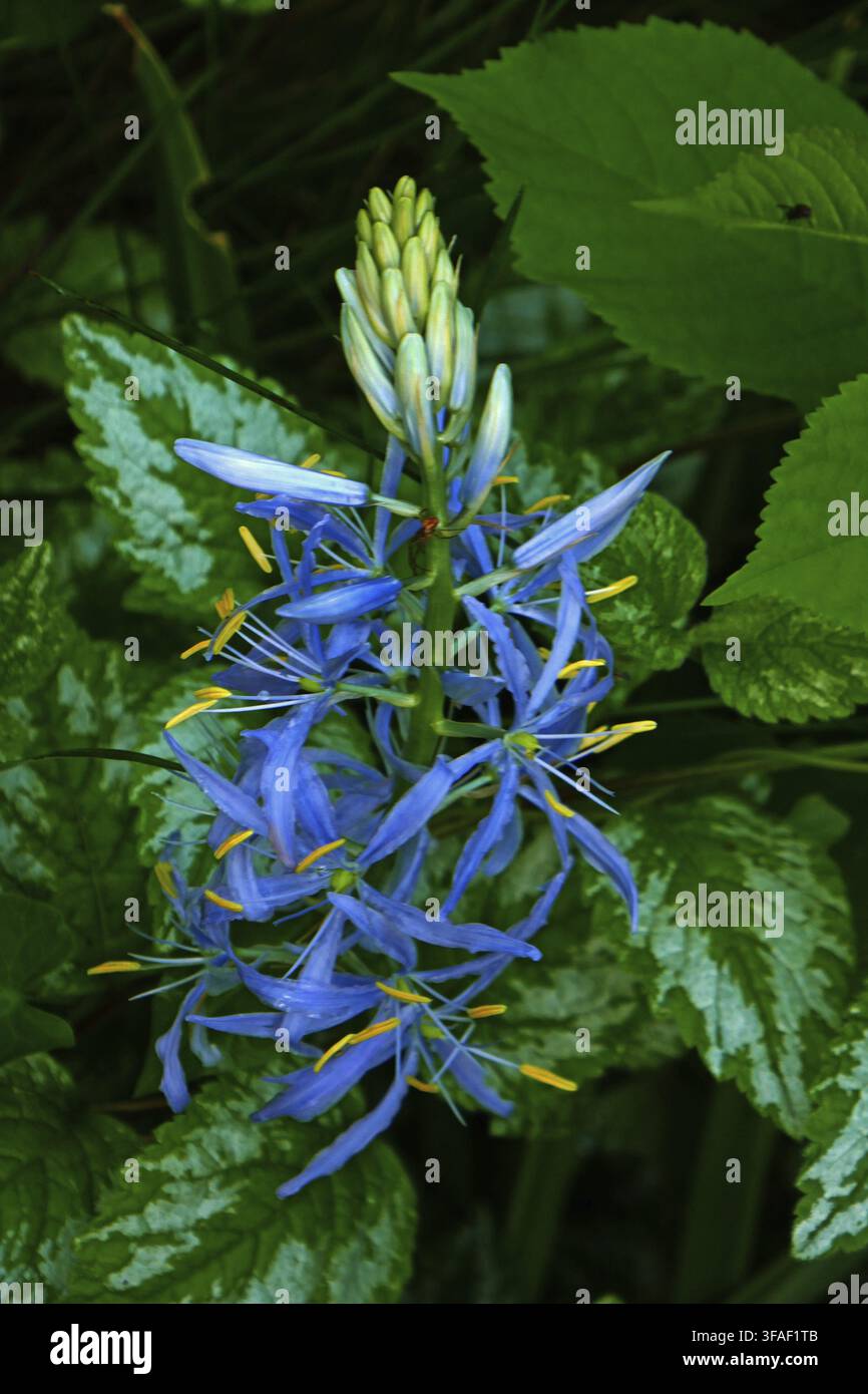 Camassia Cusickii Stockfoto