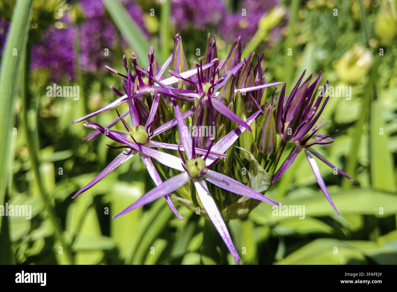 Schönen violetten Blüten Allium giganteum, Sorte Globemaster Stockfoto