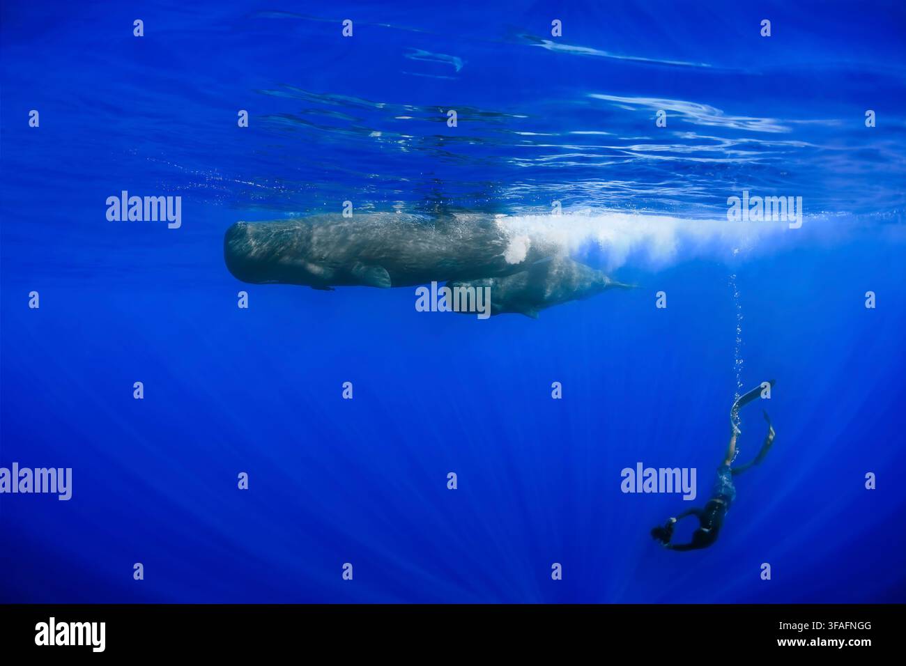 Spermwalmutter und Kalb schwimmen mit einem Freitaucher im offenen Ozean Stockfoto