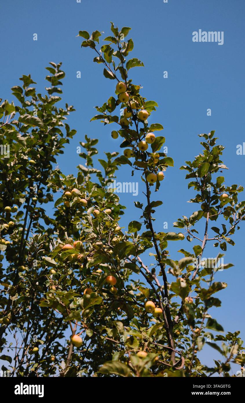 Vertikale Ansicht eines fruchtenden Apfelbaums vor einem lebhaften blauen Sommerhimmel mit Gebirgslandschaft im Hintergrund. Die natürliche Komposition funktioniert gut Stockfoto