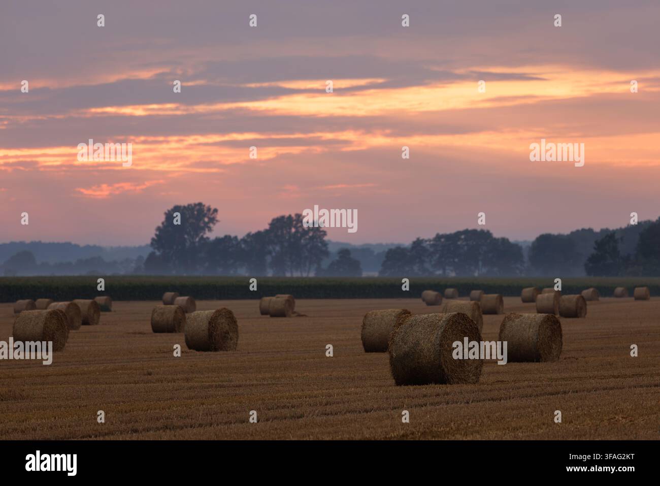 Zahlreiche Strohrollen liegen auf einem abgeernteten Agrarfeld während der goldenen Stunde. Ein schöner rosa-orangefarbener Abendhimmel erhebt sich über dunkle Silhouetten Stockfoto