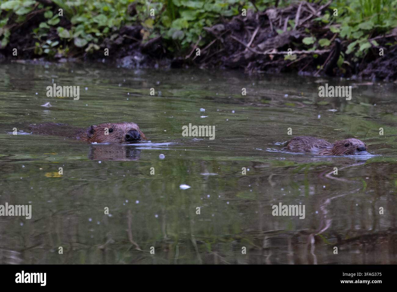 Eurasischer Biber (Castor fiber) Adult mit Jungtier Wiedereinführungen Norfolk August 2026 Stockfoto