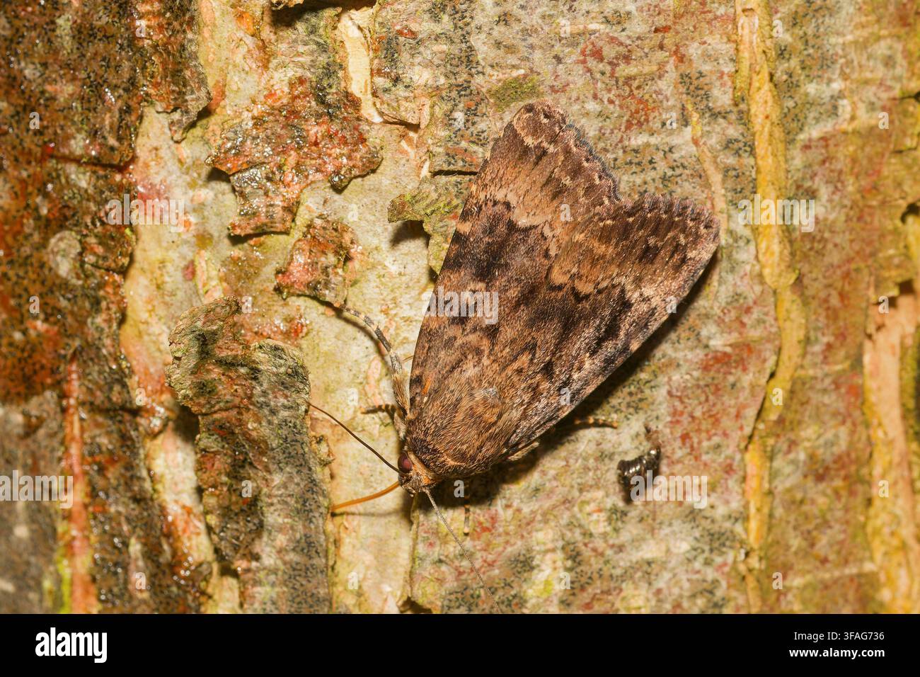 Svenssons Kupferfalter (Amphipyra berbera), mit geschlossenen Flügeln auf Rinde, Deutschland, Nordrhein-Westfalen, Ruhrgebiet, Bochum Stockfoto