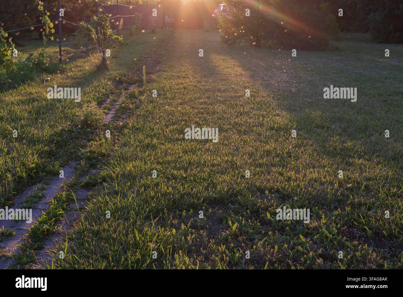 Warme Abendsonnenstrahlen fallen über Gras und Weinreben, erzeugen lange Schatten und ein sanftes goldenes Leuchten in einem ruhigen Sommergarten. Stockfoto