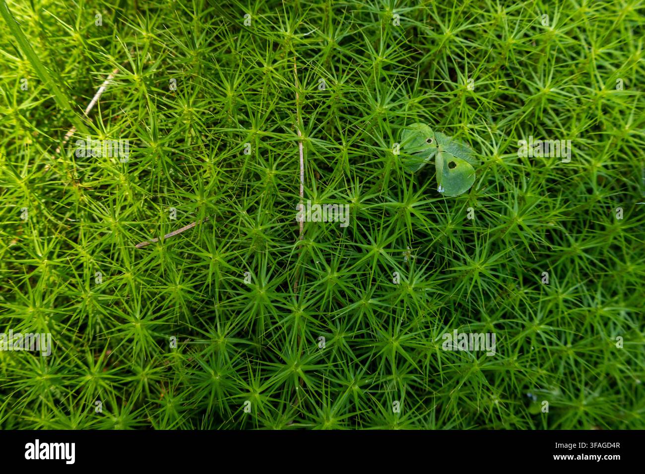 Makro-Texture von leuchtend grünem Sternmoos auf dem Waldboden, gesehen von oben Stockfoto