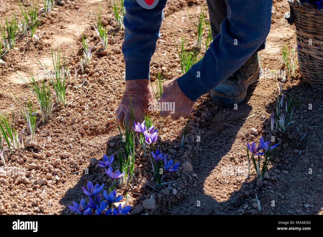 Hände ernten sanft lila Krokusblüten in sonniger Erde. Erdige Töne, rustikaler Korb in der Nähe. Ideal für Gartenarbeit, Frühling oder Florprojekte. Fokus Stockfoto