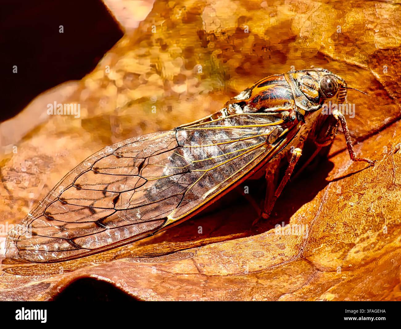 Gewöhnliche Zikade oder Eschenzikade (Cicada orni) in Javea, Spanien Stockfoto