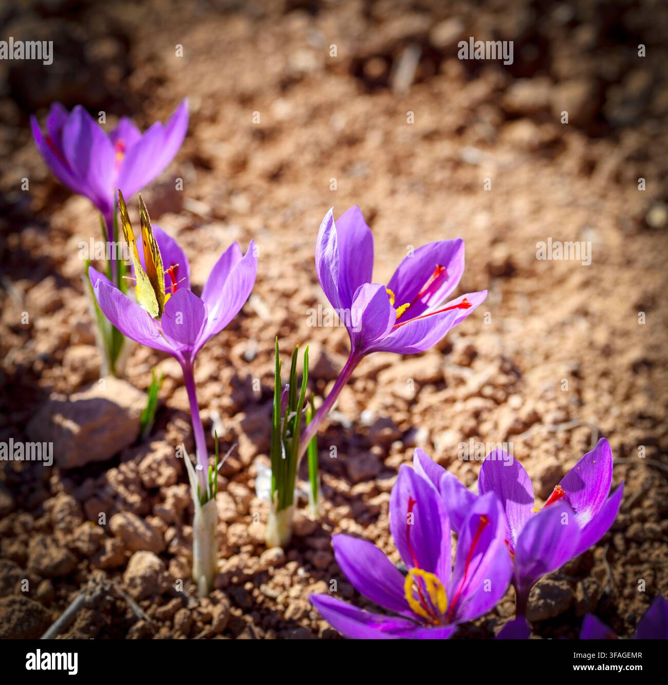 Lila Krokusblüten blühen im frühen Frühling auf trockenem Boden. Die Blütenblätter leuchten in lebhaften violetten Tönen und bilden einen Kontrast zum erdigen braunen Boden. Gelbe Staubfäden ad Stockfoto