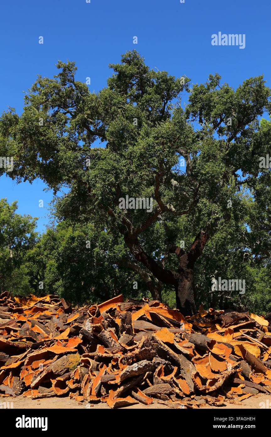 Neu geerntete Korkeichenrinde trocknet in der Sonne der Algarve. Korkeichenbaum im Hintergrund - Quercus suber. Monchique, Algarve, Portugal. Stockfoto