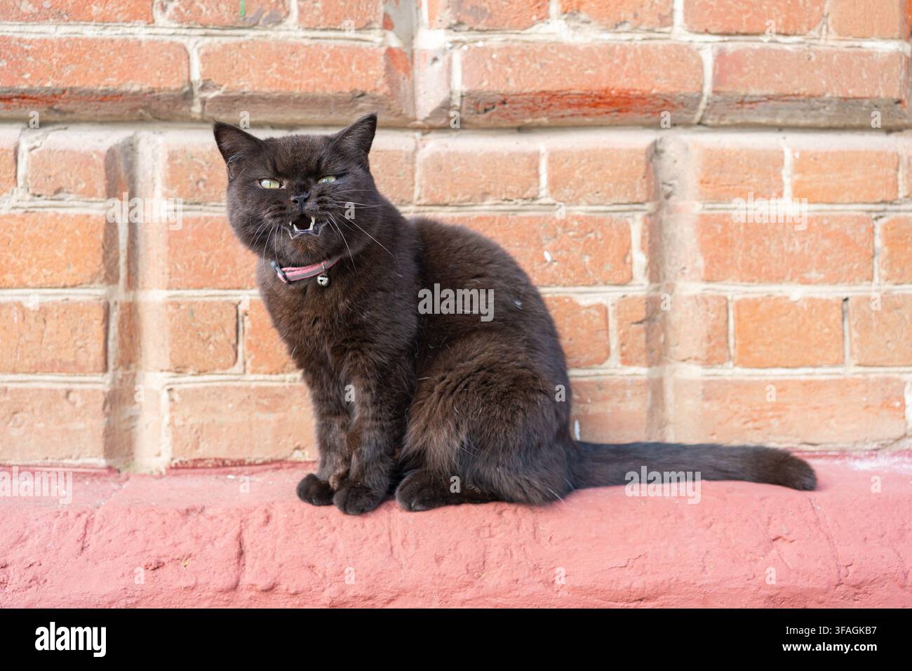 Schwarze Katze sitzt auf Sims mit offenem Maul, in Ziegelwand und rot gestrichenem Sims, mit schwarzer Katze, Ziegelwand, rotem Sims, aus einer Frontansicht Stockfoto