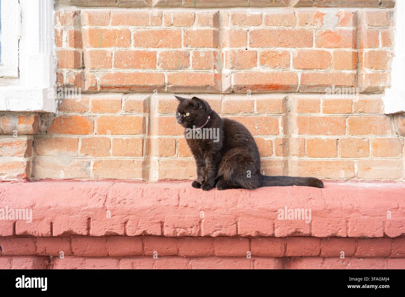 Schwarze Katze sitzt, in Ziegelwand, mit Katze, Ziegelwand, aus frontaler Perspektive, mit schwarzen, braunen Akzenten und ruhiger Stimmung, zeigt nahegelegene Objekte Stockfoto