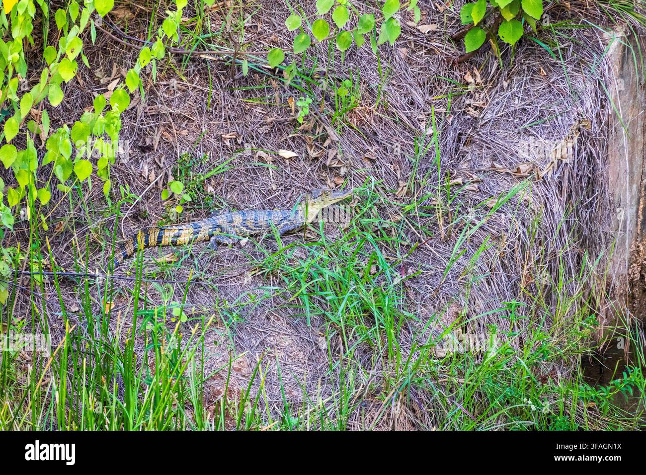 Baby-Alligator sonnt sich an einem Flussufer im Amazonas-Regenwald Stockfoto