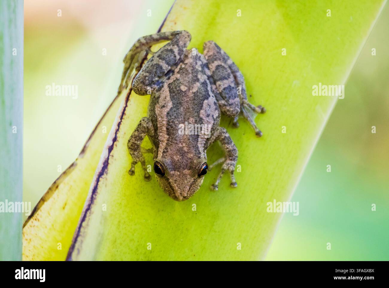 Nahaufnahme eines Baumfrosches in seinem natürlichen Lebensraum auf einem lebendigen grünen Bananenbaum Stockfoto