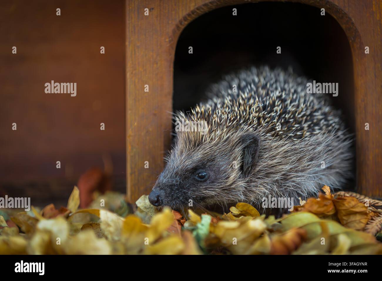 Igel, wissenschaftlicher Name: Erinaceus Europaeus. Nahaufnahme eines wilden, europäischen Igels, der in der Dämmerung aus seinem Igelhaus kommt an einem warmen Sommerabend Stockfoto