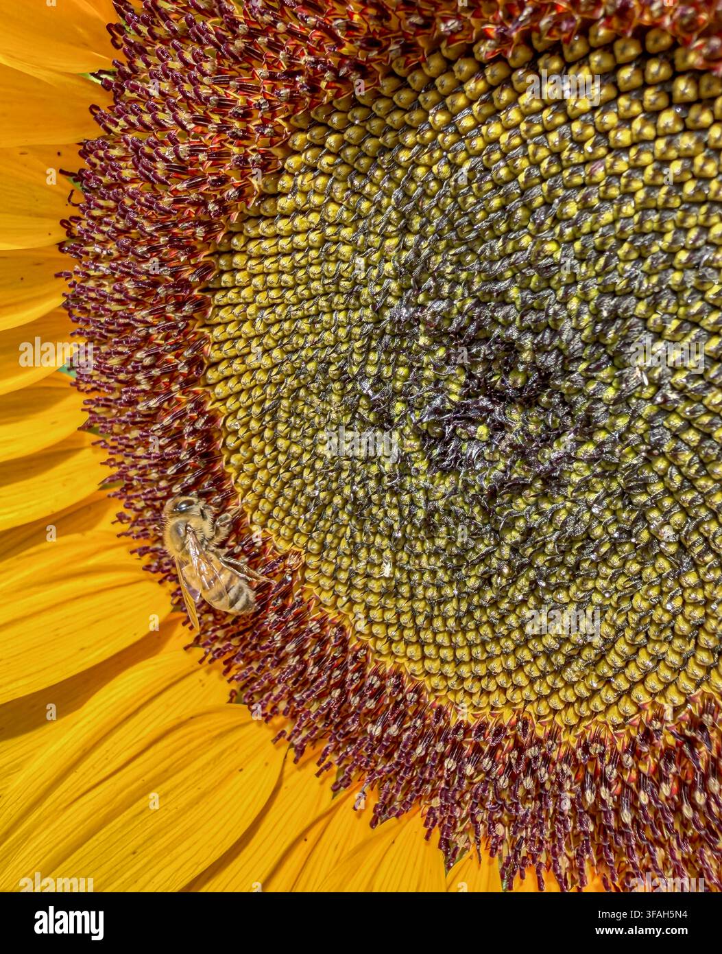 Detail einer Sonnenblume mit einer Honigbiene Stockfoto