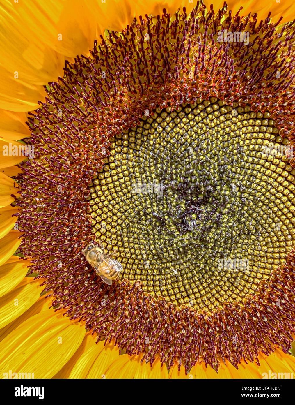 Detail einer Sonnenblume mit einer Honigbiene Stockfoto