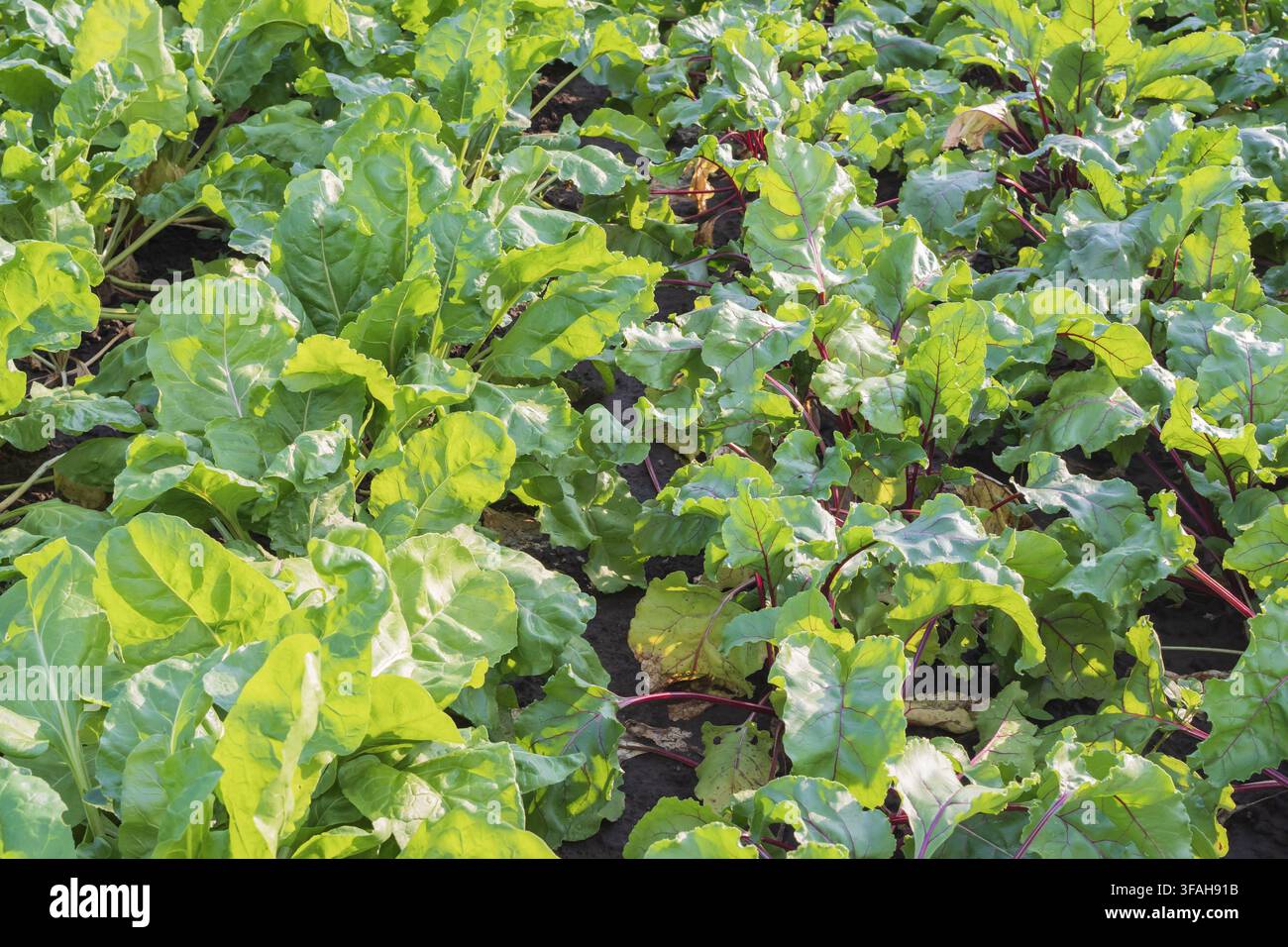 Reife Rote-Bete-Ernte, die in kultiviertem Boden mit roten Stielen und dichtem grünen Laub vor der Ernte wächst Stockfoto