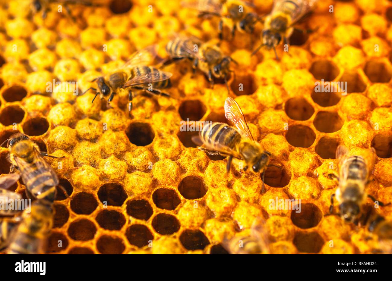 Bienen sind damit beschäftigt, Nektar zu sammeln und im Bienenstock Honigwaben zu bauen. Der Bienenstock hat viele sechseckige Zellen, die mit Bienenwachs gefüllt sind, und einige Bienen arbeiten Stockfoto