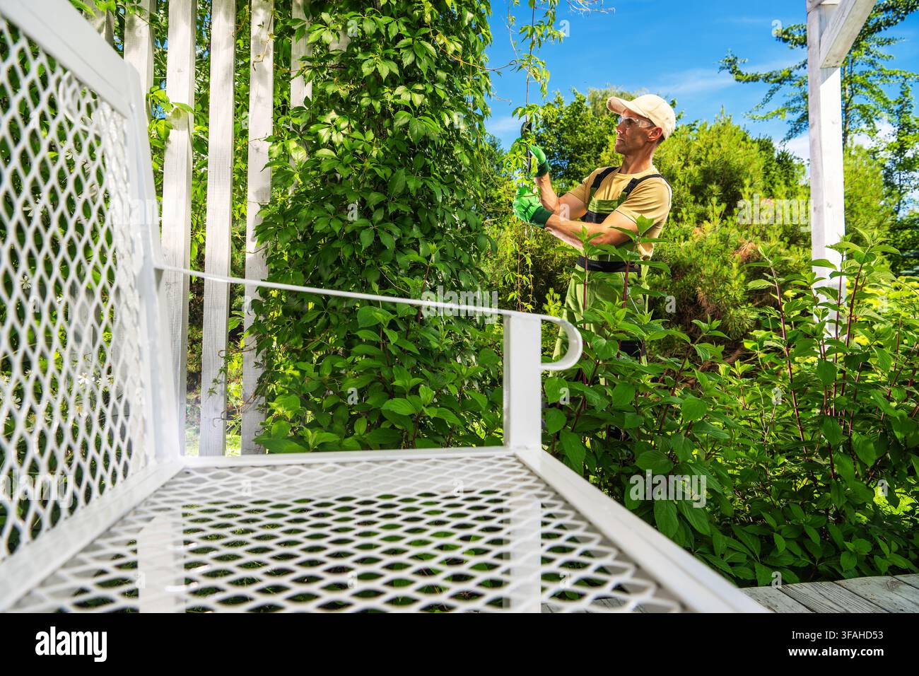 Eine Person arbeitet in einem Hinterhof, umgeben von grünen Pflanzen. Sie verwendet Gartenwerkzeuge, um Kletterpflanzen zu beschneiden und zu pflegen. Eine weiße Metallbank Stockfoto